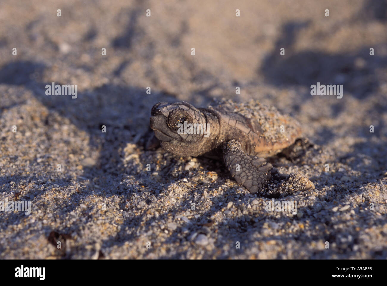 Unechte Karettschildkröte Carretta Carretta Jungtier Stockfoto