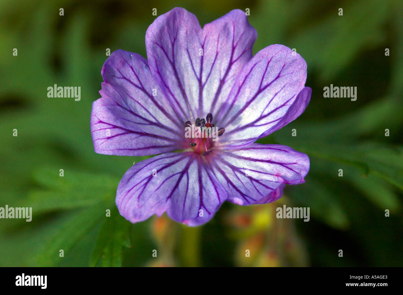 Ein lila Geranium Arten hautnah Stockfoto