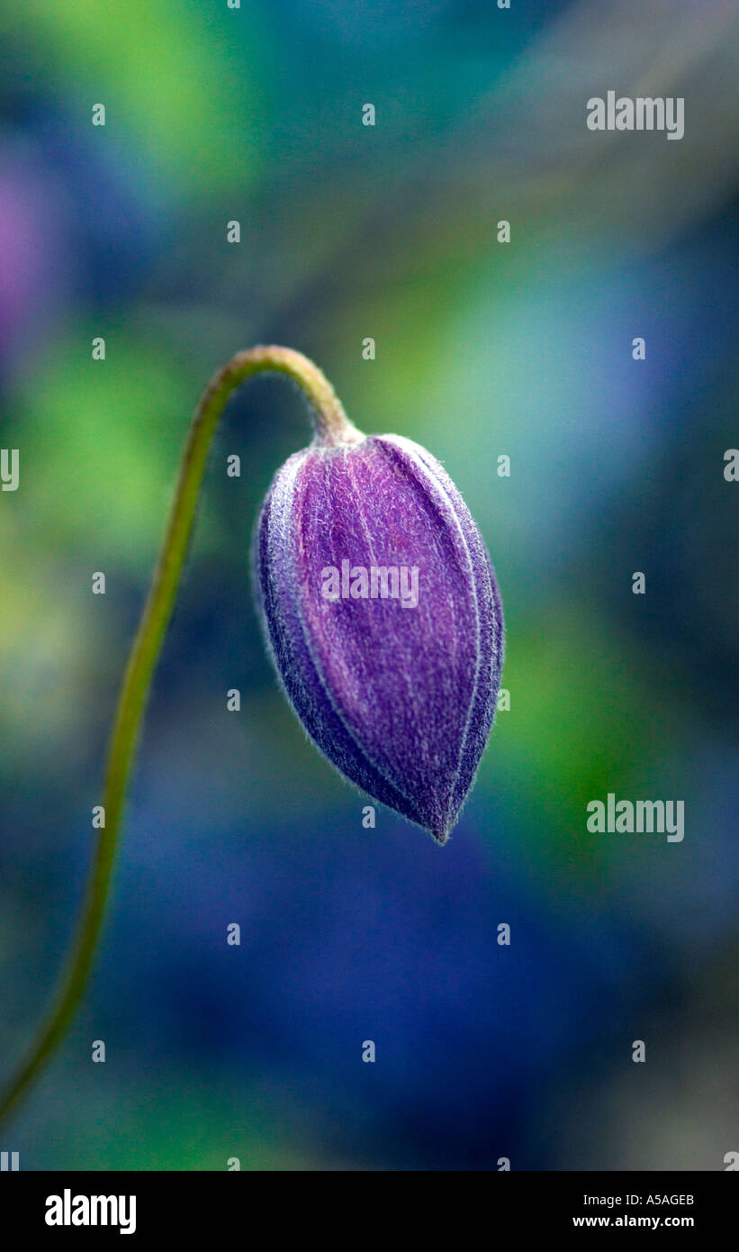 Eine Clematis Blütenknospe in Surrey Garten Stockfoto