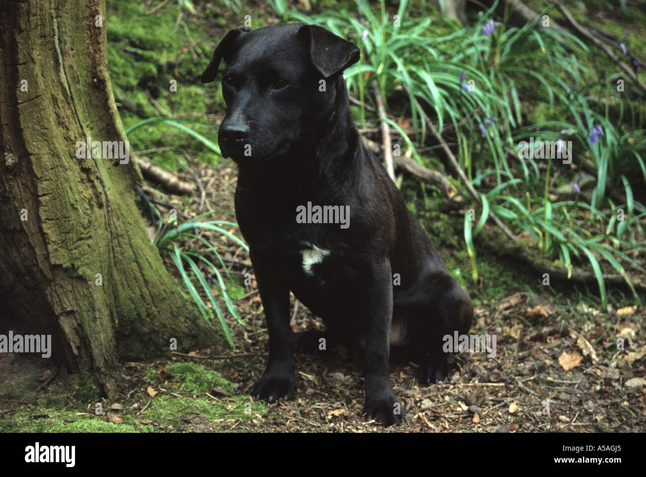 Patterdale Terrier sitzend aus Holz Stockfoto