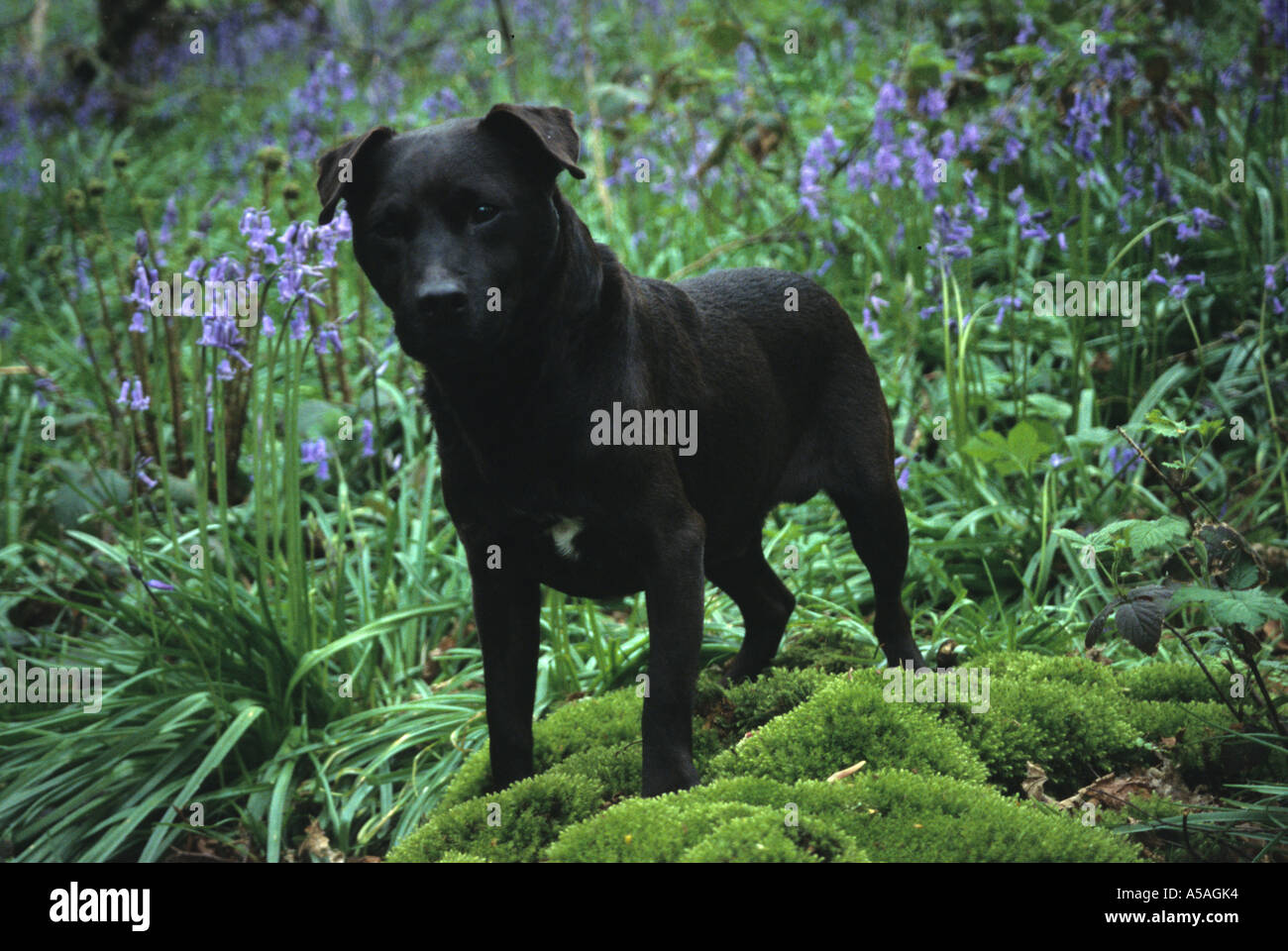 Patterdale Terrier Stockfoto