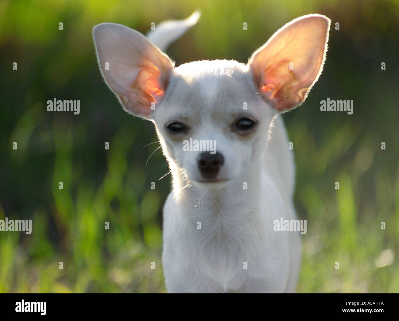 Teetasse Chihuahua Stockfoto