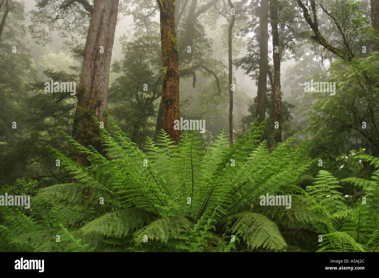 Baumfarn Cyathea Cooperi und Regenwald entlang der Great Ocean Road Melba Gully State Park Victoria Australien Stockfoto