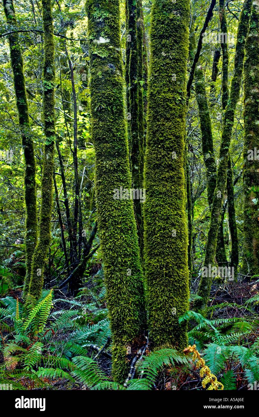 Moos bedeckte Bäume in dichten Regenwald in den Haast Pass Stockfoto