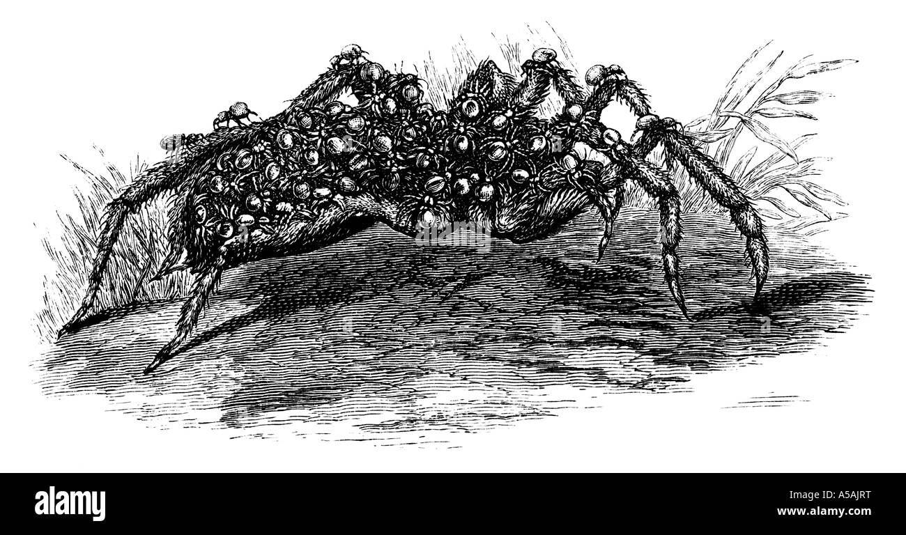 Gravur von weiblichen Spinne tragen ihre jungen Stockfoto