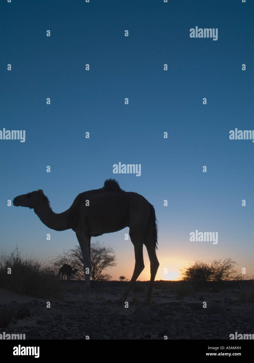 Kamel in der Wüste Sahara am Abend Stockfoto