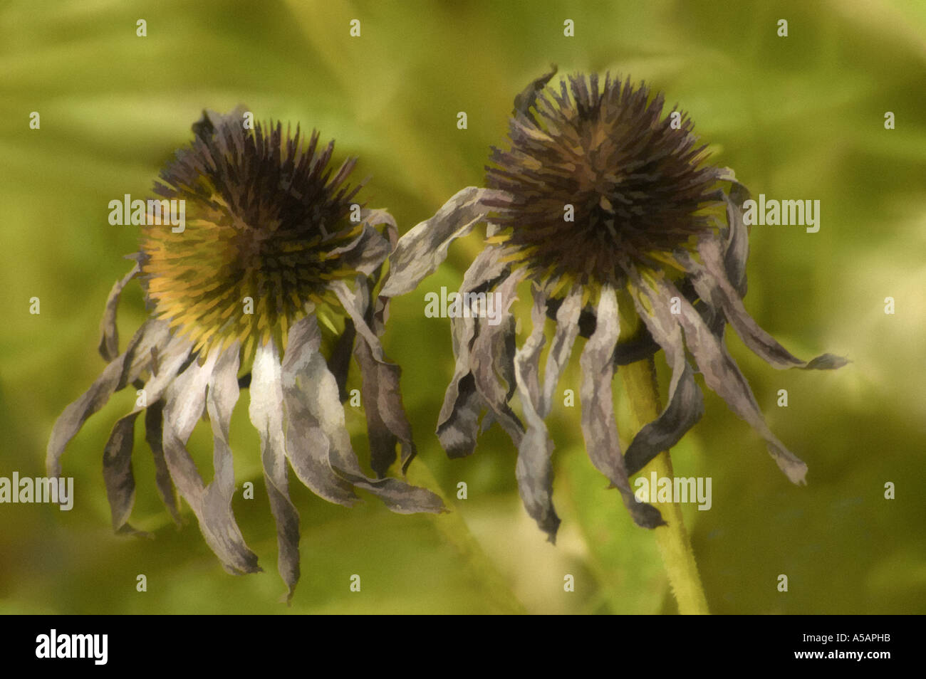 Altern zusammen. Echinacea-Blume-duo Stockfoto