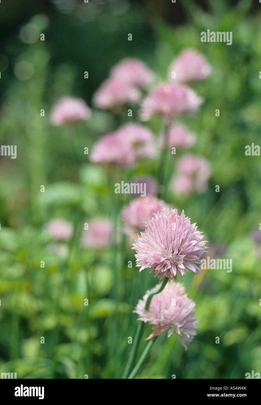 Blühende Kraut Pflanze Schnittlauch in voller Blüte Stockfoto