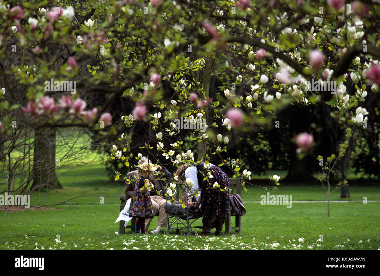 Maulbeere Blossom Kew Gärten Uk Stockfoto