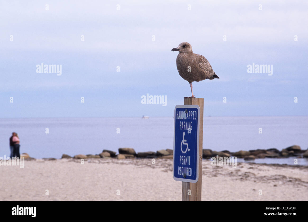 Eine einbeinige Möwe stehend auf behinderten Parkplatz Schild am Strand Stockfoto