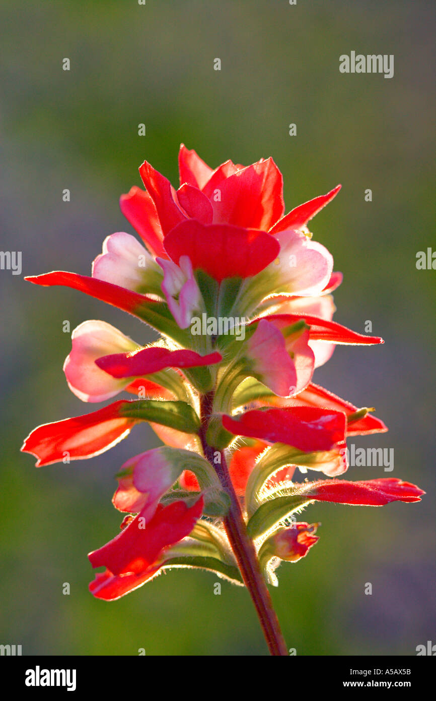 Texas Indian Paintbrush: Castilleja indivisa Stockfoto