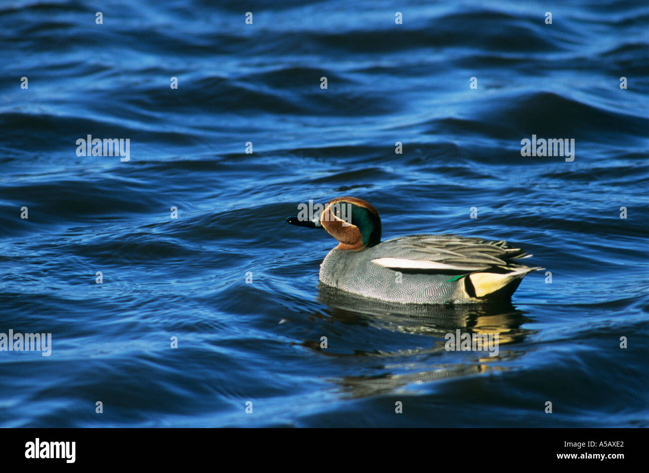 Petrol / männliche Anas Vogelarten Stockfoto