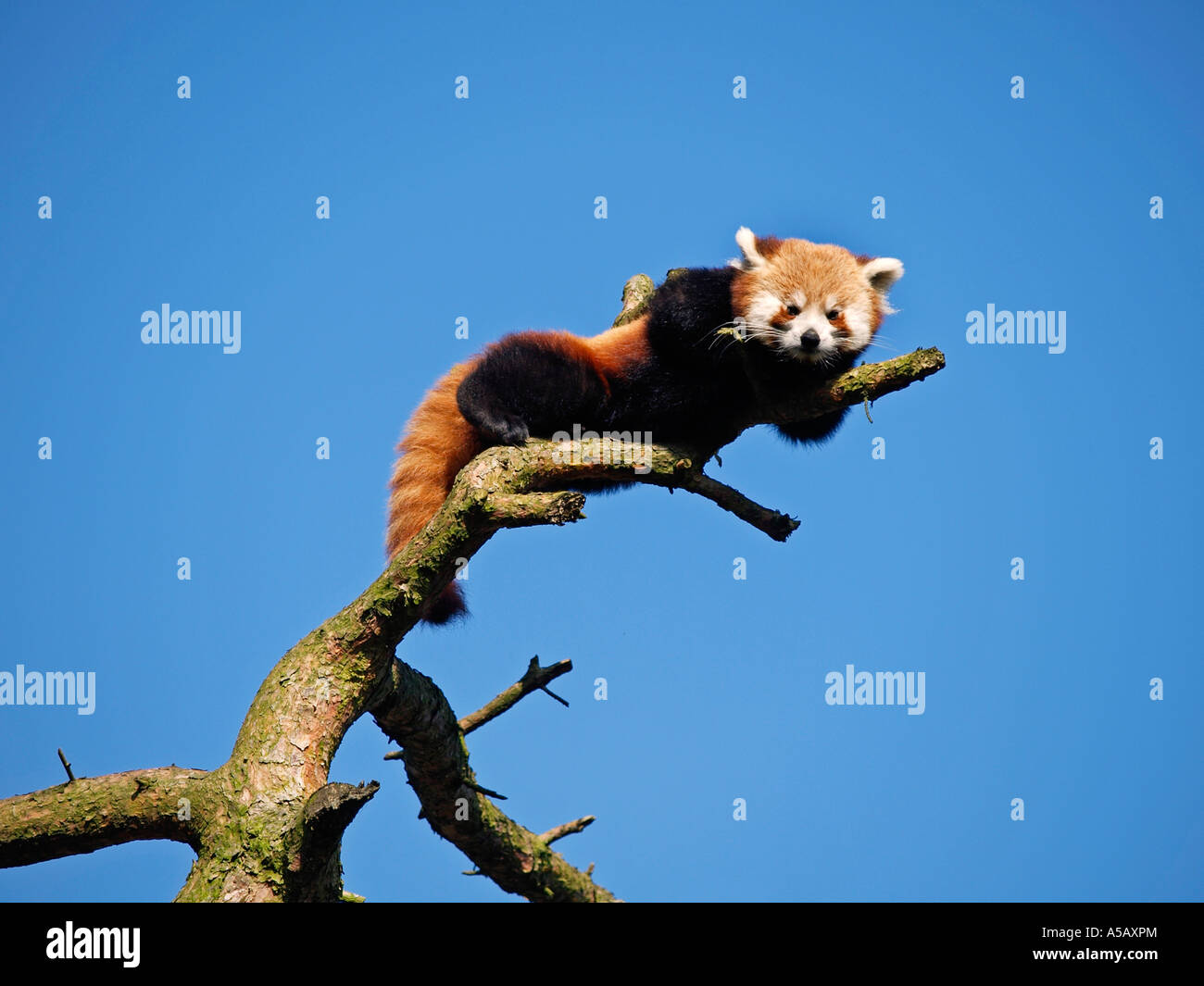 Weniger oder roter Panda Ailurus Fulgens ruht auf dem höchsten Ast erreichen es Zoo Beekse Bergen Hilvarenbeek Niederlande Stockfoto