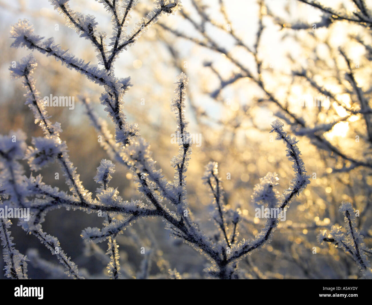 Eiskristalle auf Ästen, See Myvatn, Island Stockfoto