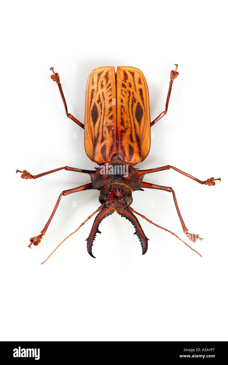 Macrodontia Ceruicornis Brasilien Südamerika auch Sawyer Beetle Stockfoto