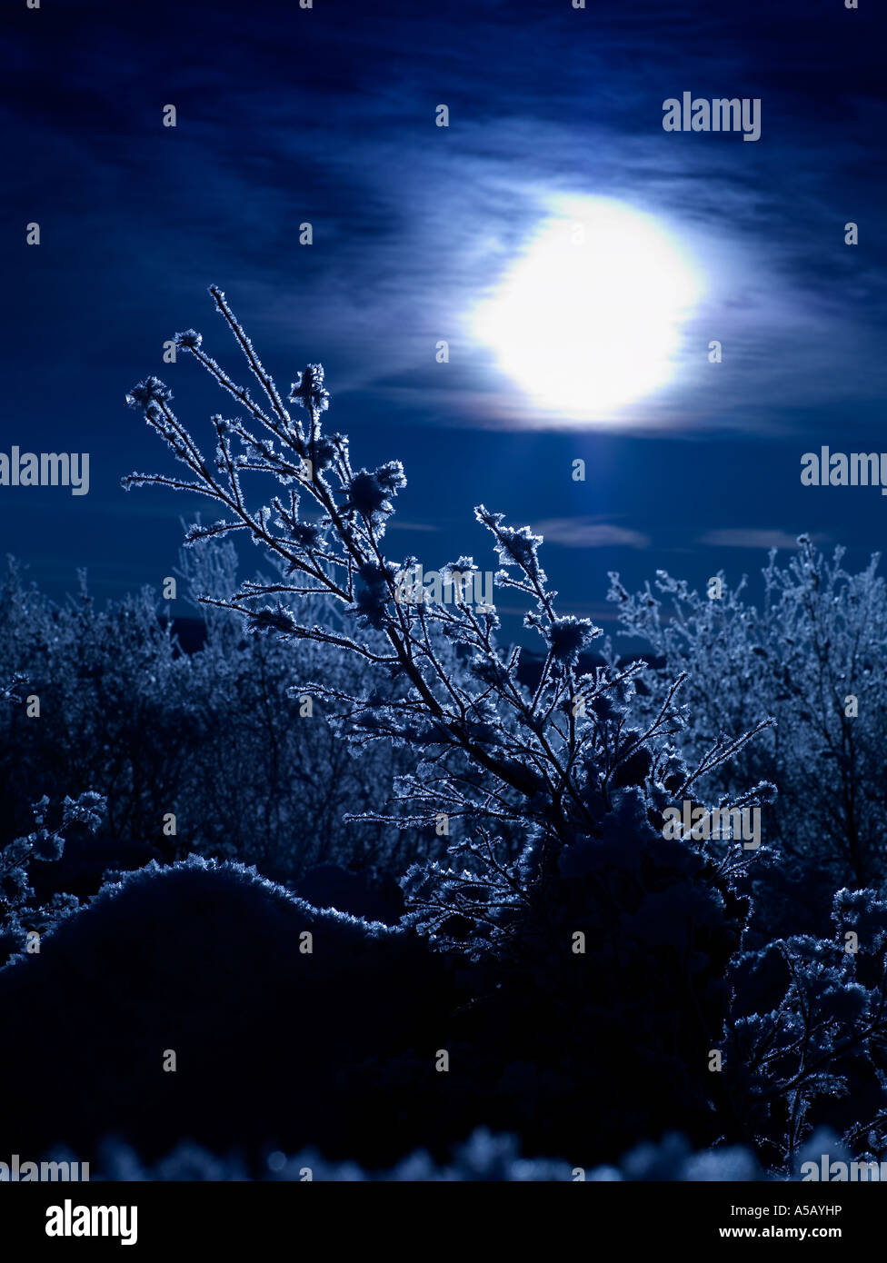 Mondlicht mit Eiskristallen auf Ästen, See Myvatn, Island Stockfoto