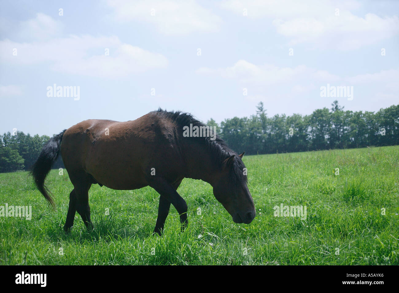 Grasende Pferde Stockfoto