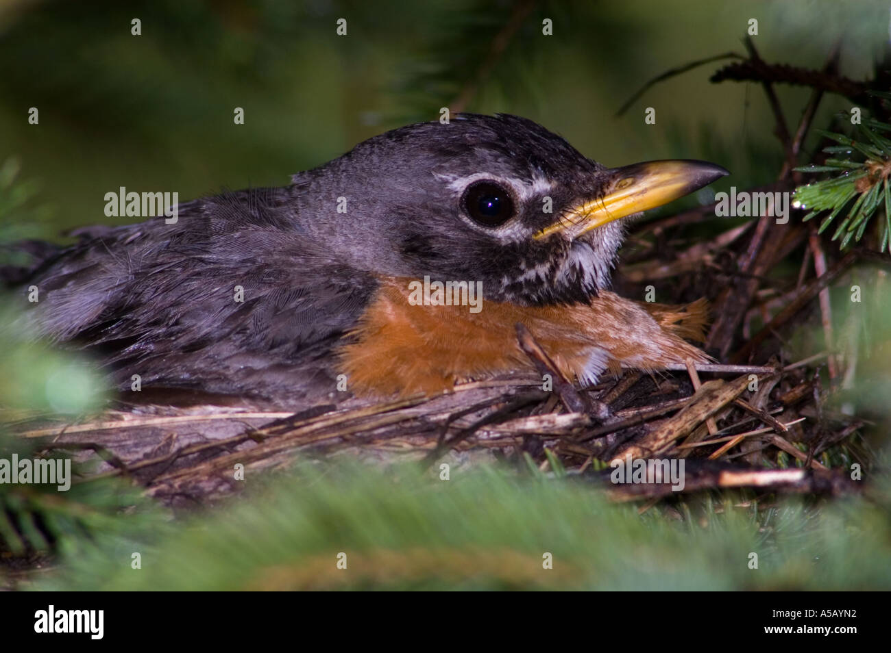 American Robin (Turdus migratorius) Weibliche bebrüten die Eier im Spruce Tree Sudbury, Ontario, Stockfoto