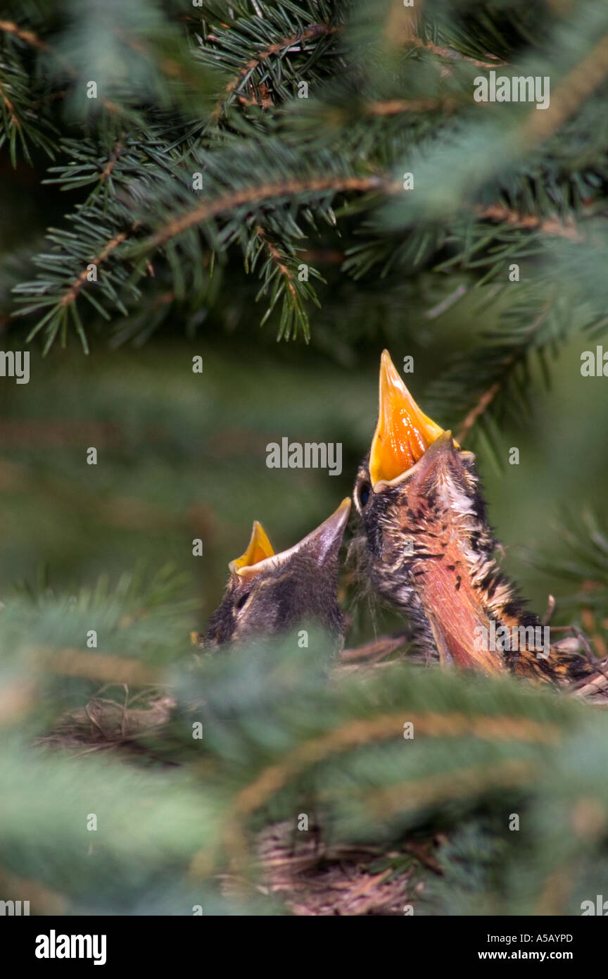 American Robin (Turdus migratorius) Erwachsenen jungen Fütterung im Nest Sudbury, Ontario, Stockfoto