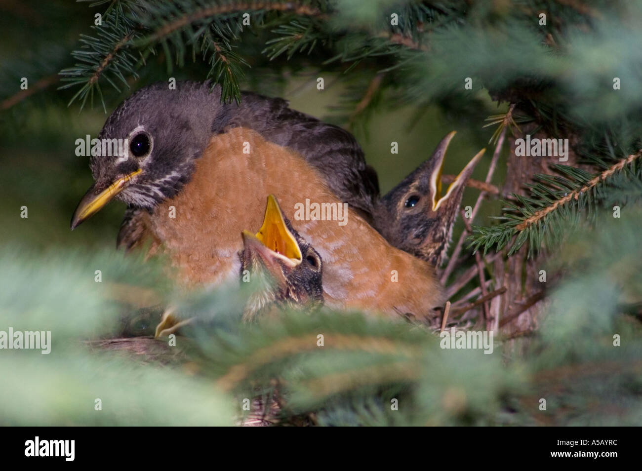 American Robin (Turdus migratorius) Erwachsenen jungen Fütterung im Nest Sudbury, Ontario, Stockfoto