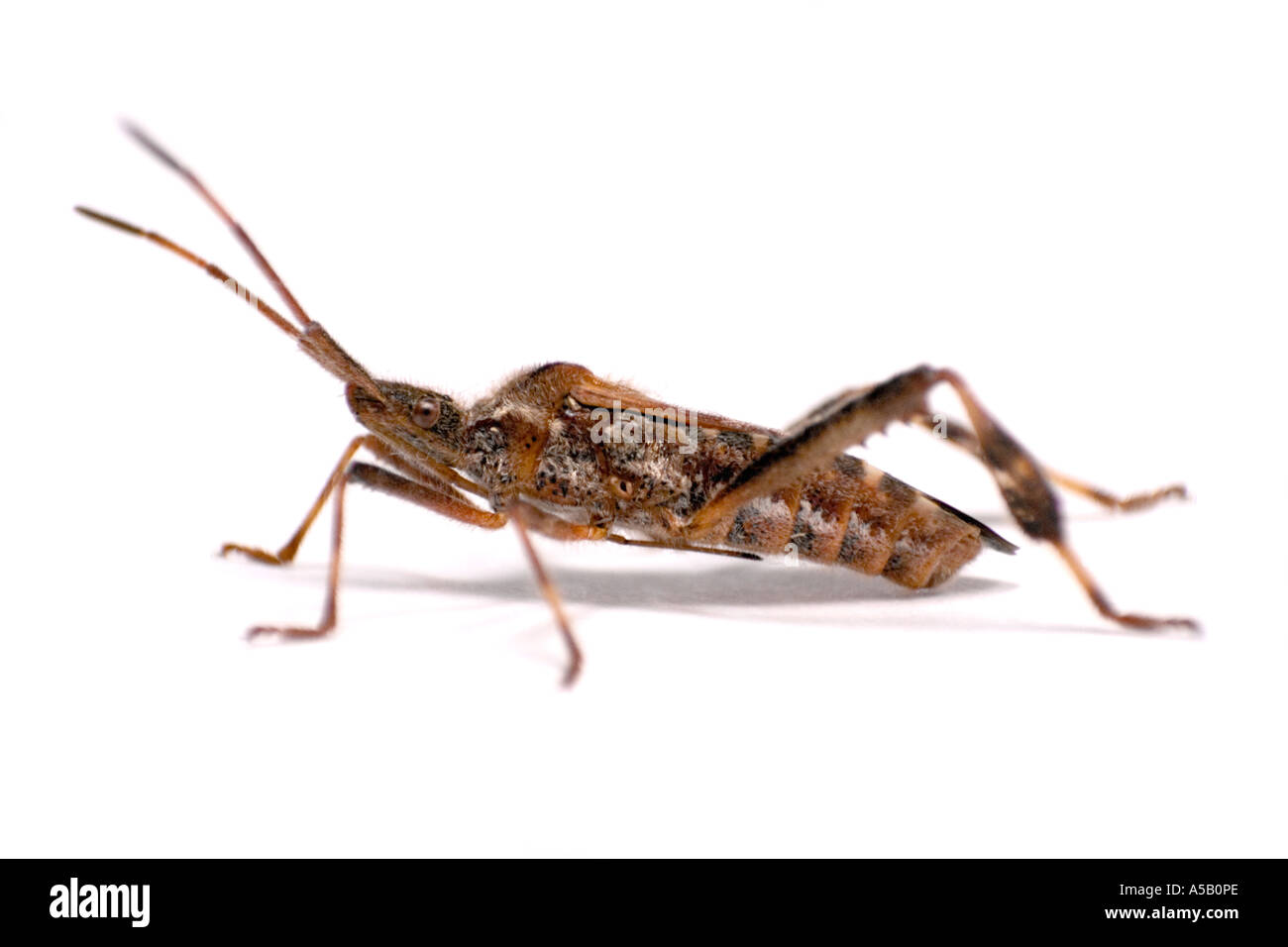 Westlichen Nadelbaum-Samen-Bug, Leptoglossus Occidentalis oder Zeder Bug Stockfoto