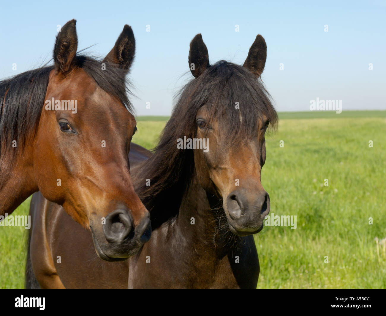 Arabische Pferde Stockfoto