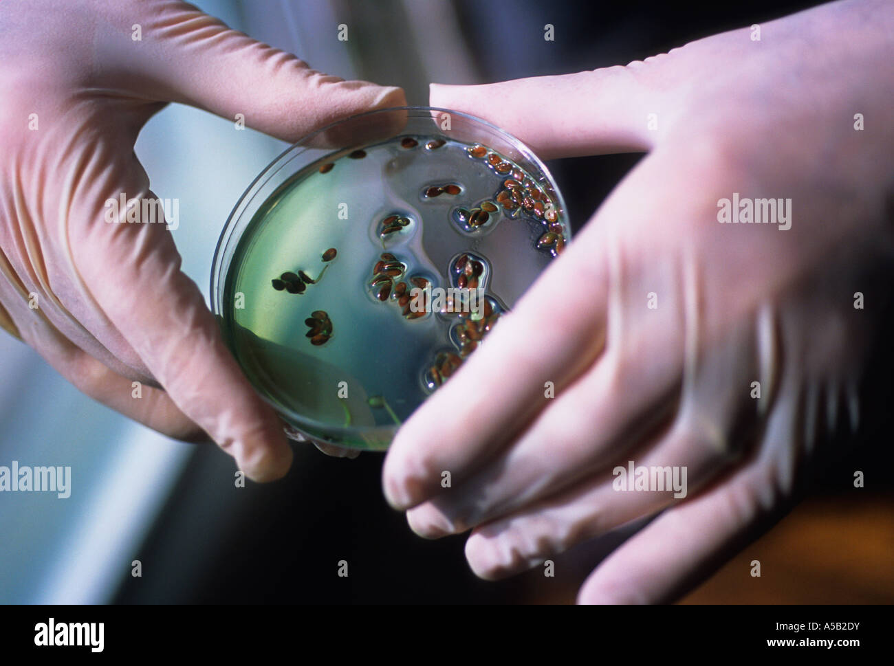 Gummihandschuhe. Wissenschaftliche Forschung. Labortechniker mit Gummihandschuhen, die eine Petrischale halten Stockfoto