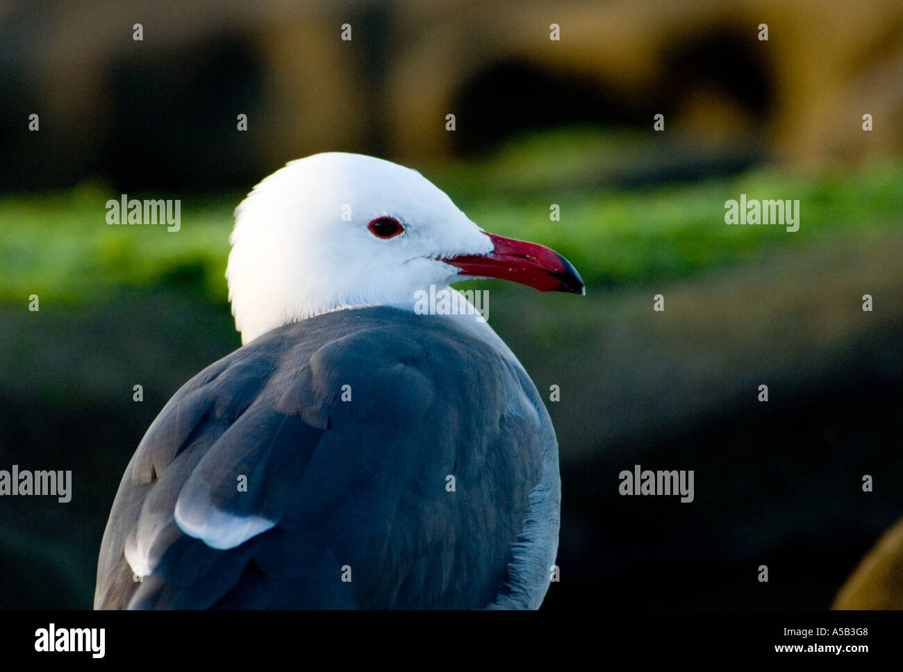 Heermann Möwe Stockfoto