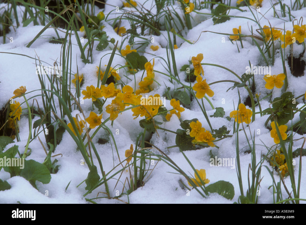 Frühlingsblumen Marygold Caltha Palustris L Butterblume im Neuschnee Berner Oberland, Schweizer Alpen der Schweiz Stockfoto