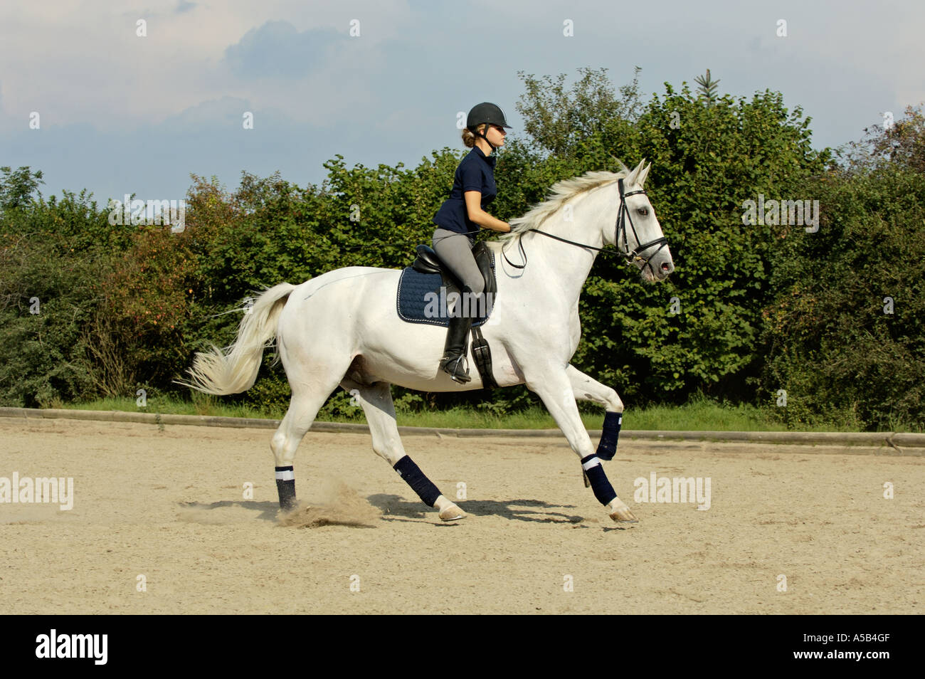 Wie Lange Kann Ein Pferd Galoppieren Pferd Galoppieren Stockfotos und -bilder Kaufen - Alamy