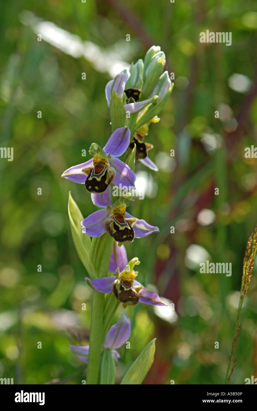 Perfekte Biene Orchidee Probe zeigt ganze Blütenstand Stockfoto