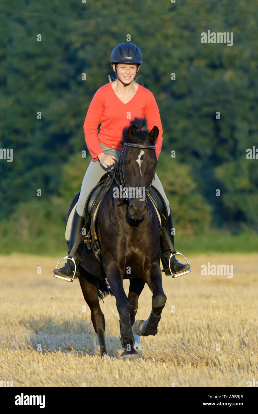Junge Fahrer auf einem deutschen Pony in einem Stoppelfeld galoppieren Stockfoto