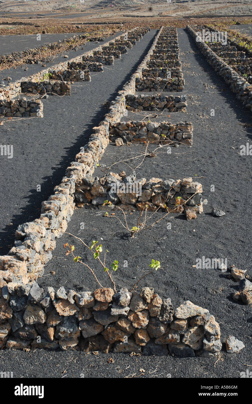 Schwarzen Vulkanerde, geschützt vor Wind-Erosion durch Trockenmauern auf Lanzarote Insel Stockfoto