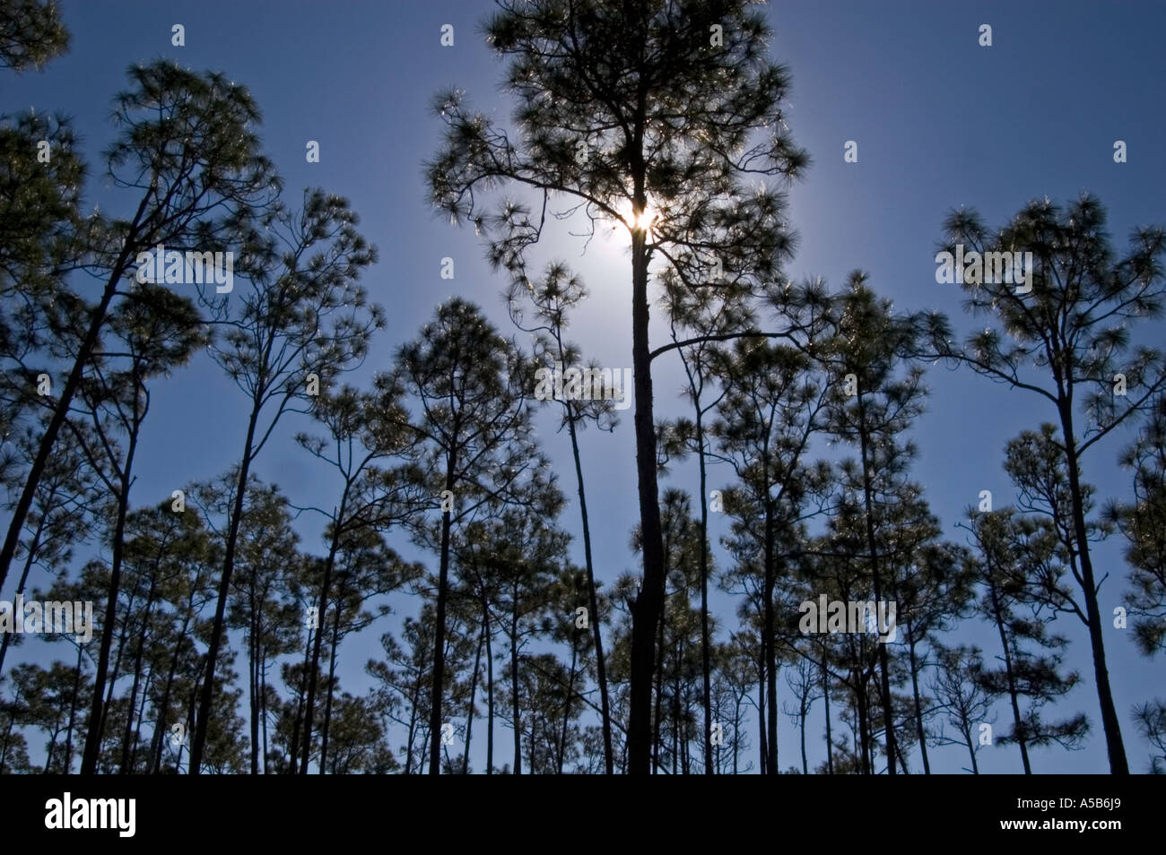 Kiefer Flatwoods Wald, Longleaf pines Schrägstrich Kiefern am Long Pine Key, mit der Einstellung, Mond, Everglades National Park, Florida Stockfoto