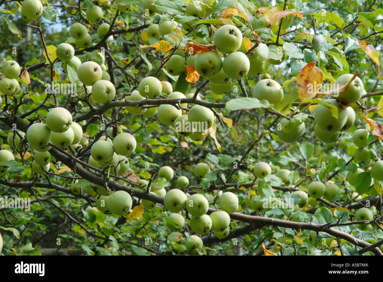 Holzäpfel Reifung auf Ast Stockfoto