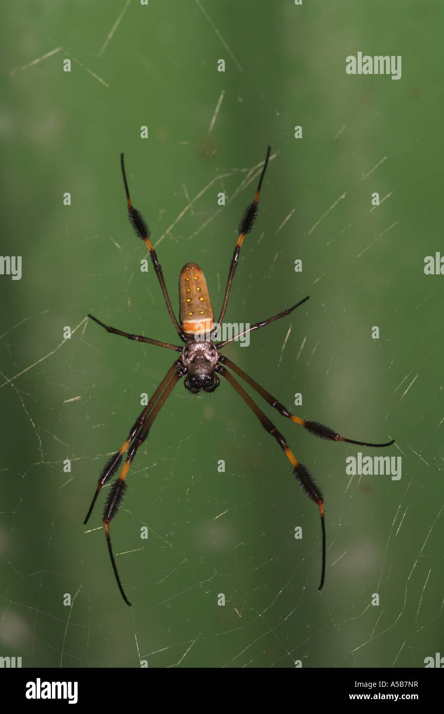 Golden Orb Spinne Nephila sp Stockfoto
