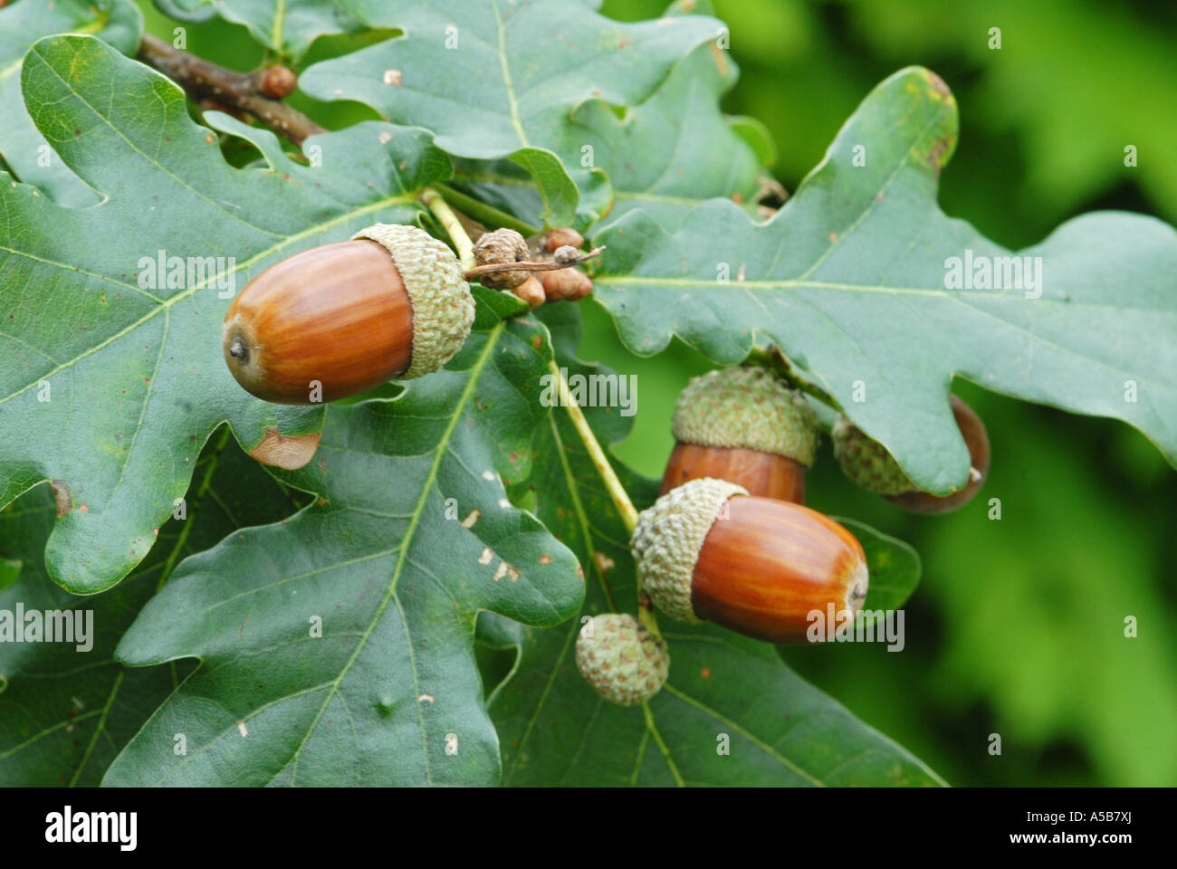 Eicheln auf Baum mit grünen Blättern Stockfoto