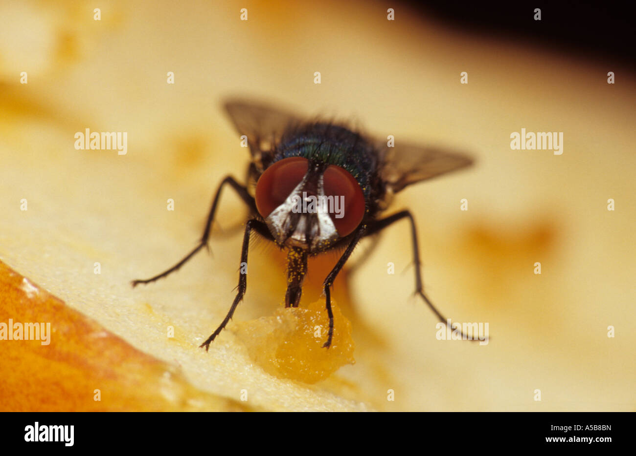 Zusammenarbeit (Hexamerinaufnahme Vomitoria) im Vereinigten Königreich Stockfoto