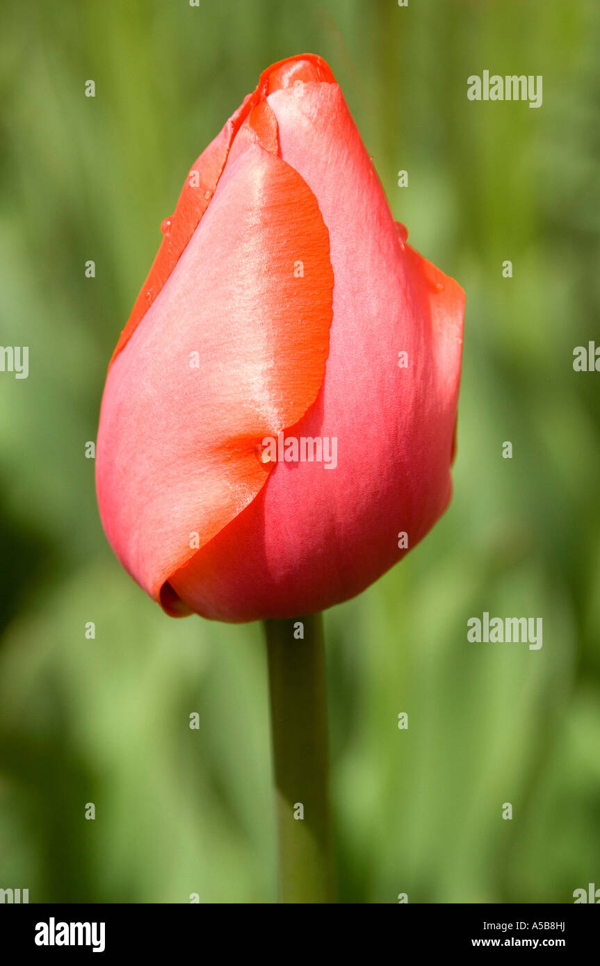 Einzigen geschlossenen rosa Tulpe mit grünem Hintergrund. Stockfoto