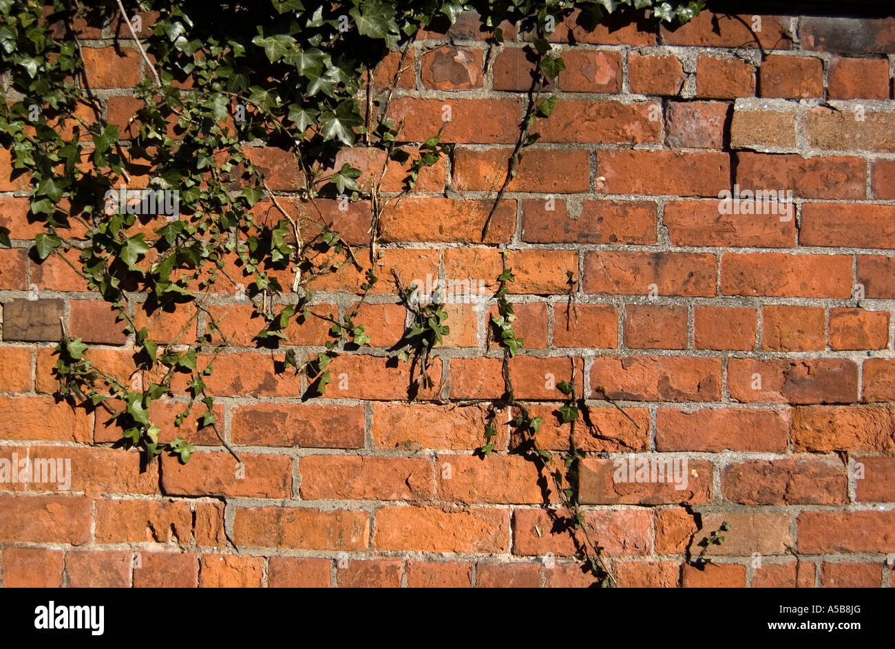 Alte rote Mauer mit Efeu, ideal als neutrale Computer Wallpaper / desktop Stockfoto