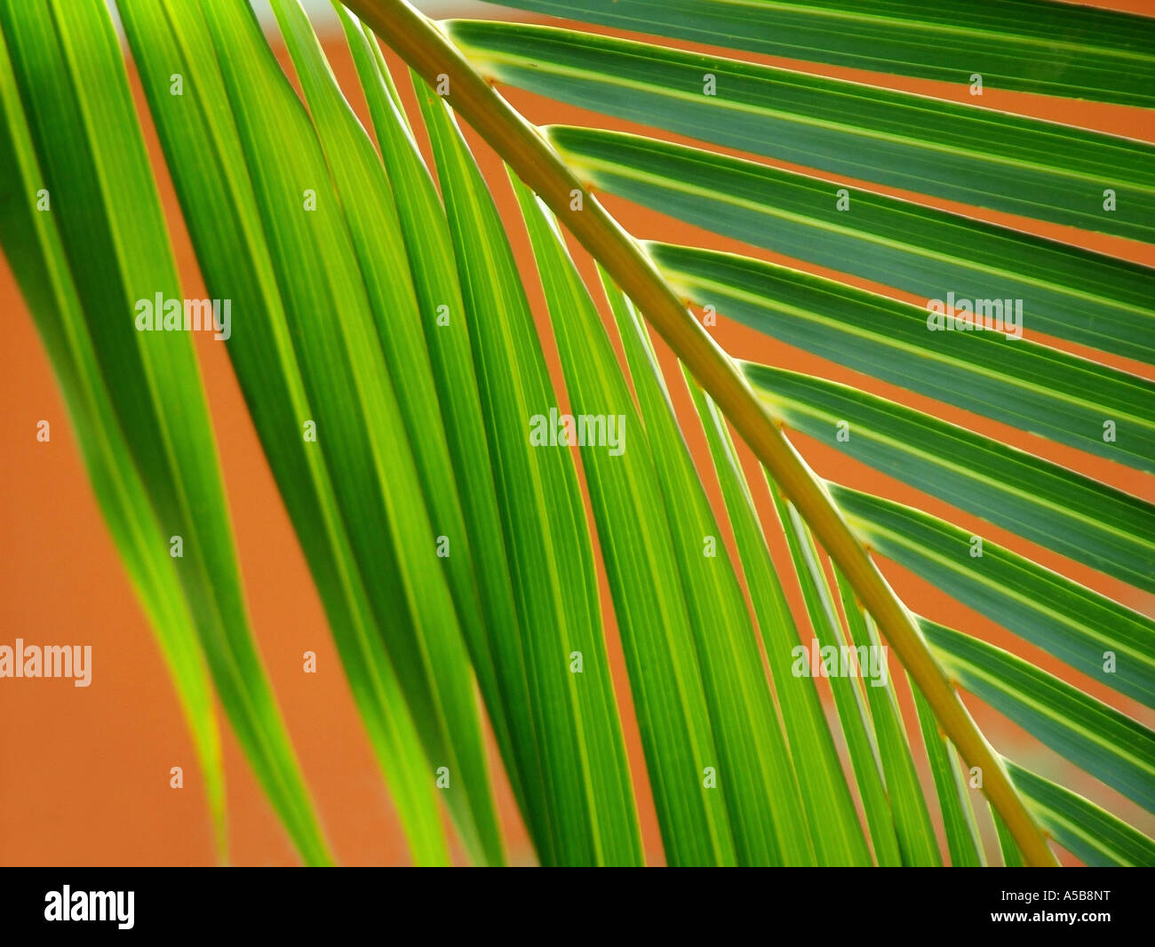 Palmblätter auf orangem Hintergrund. Stockfoto