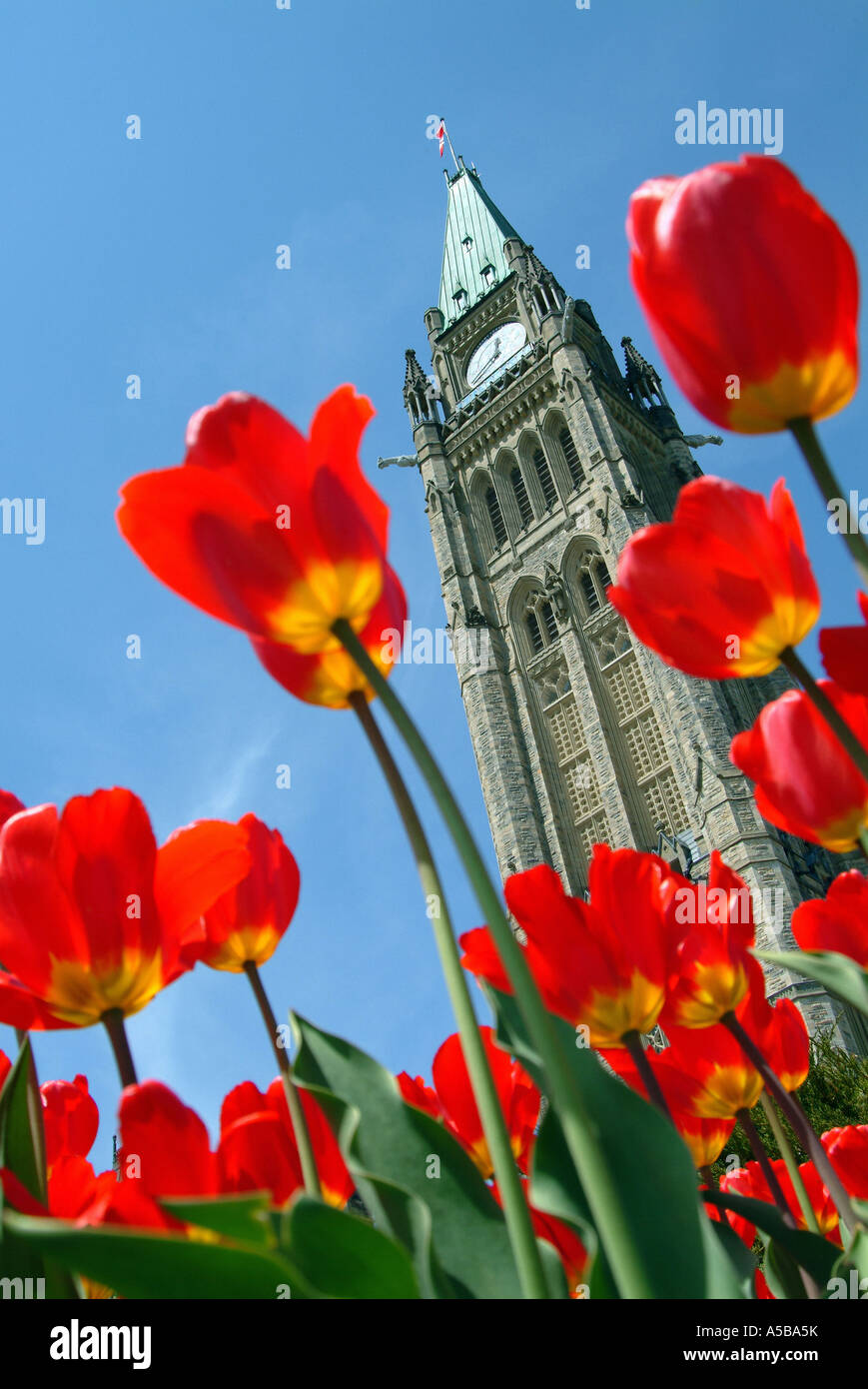 Niedrigen Winkel auf Tulpen und Ottawas Peace Tower. Stockfoto