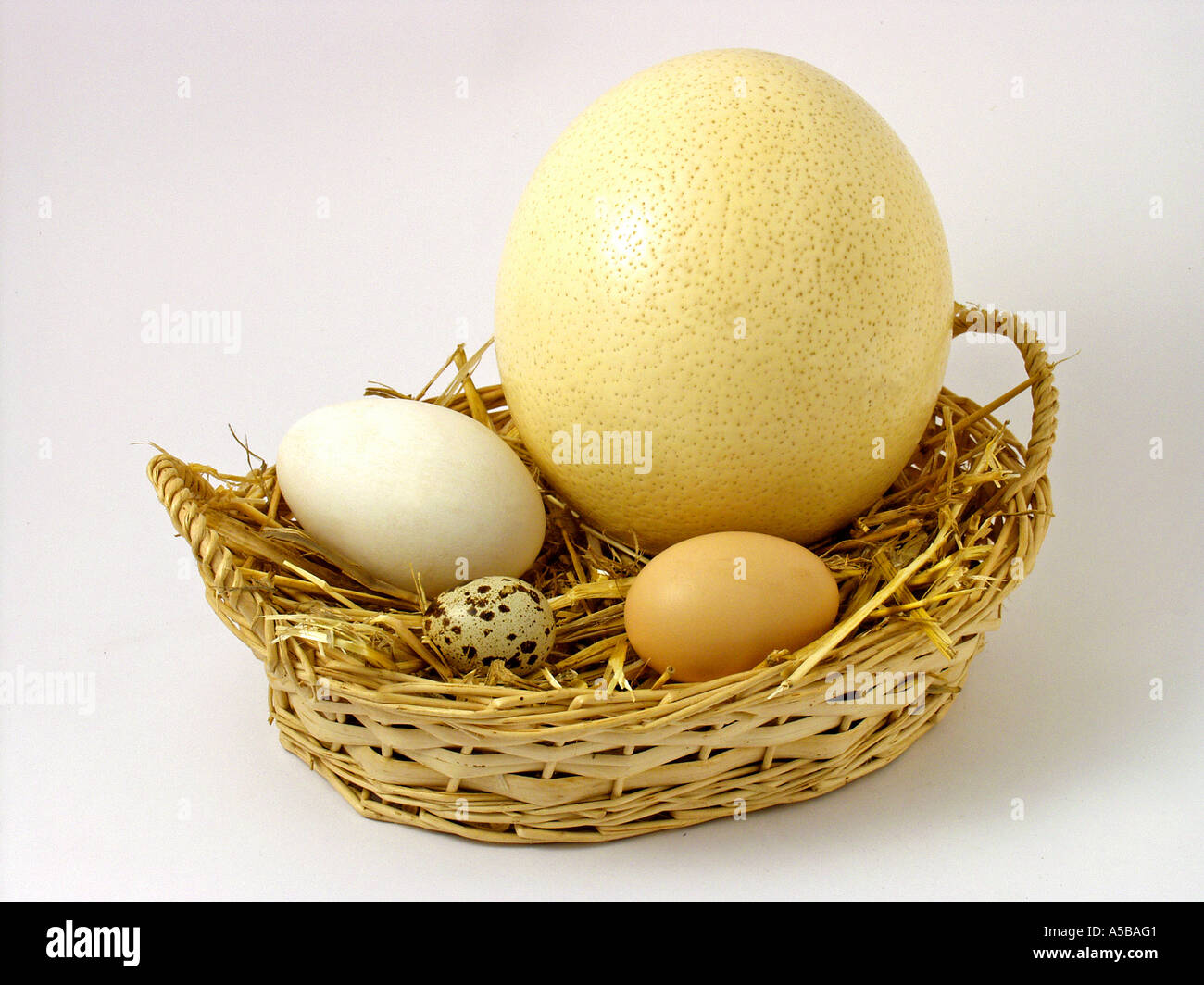 Sortierten Eiern Strauß Henne Gans und Wachteln Stockfoto