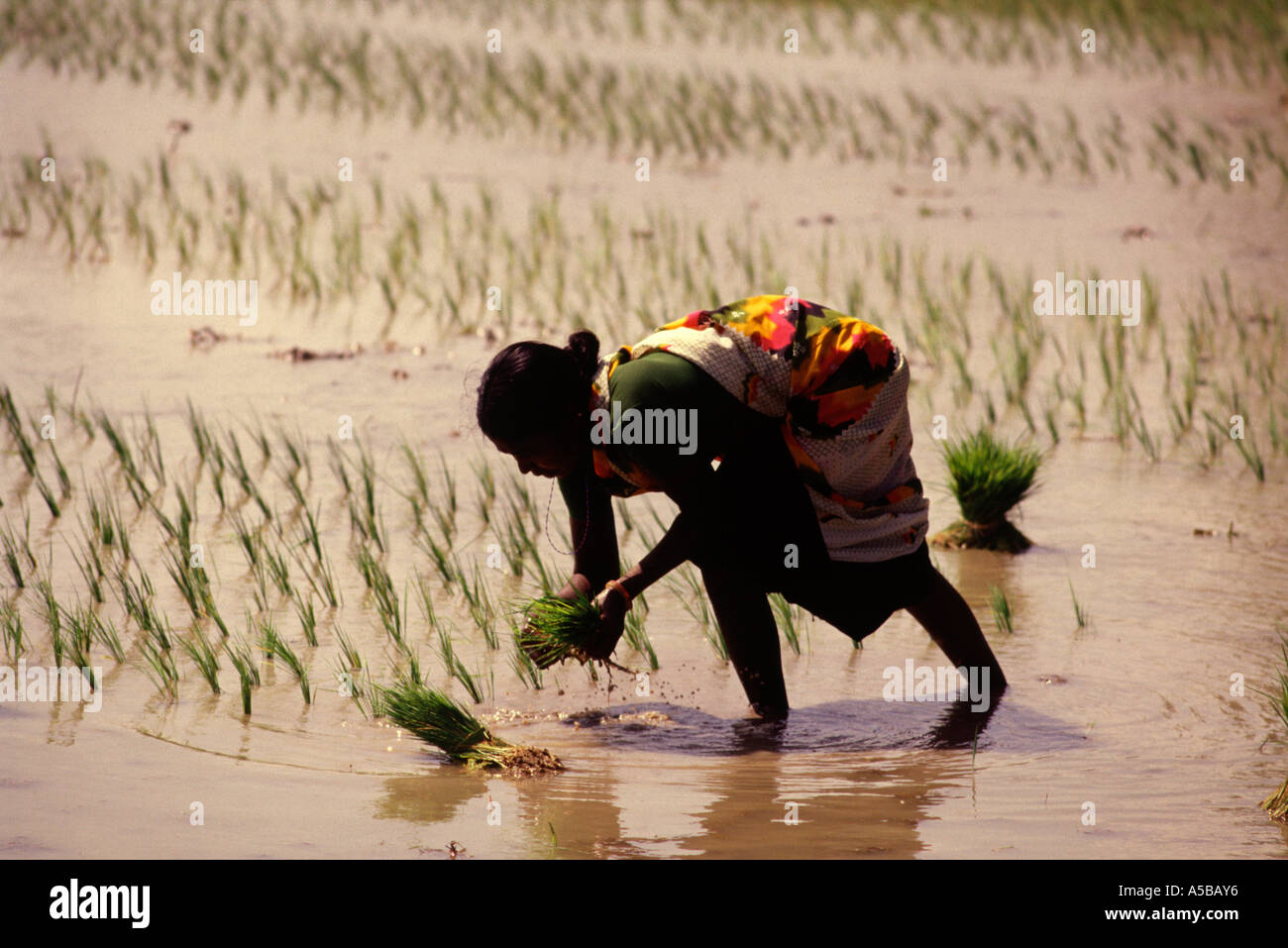 Ein Landarbeiter Aussaat Sämling in einem Reisfeld Tamil Nadu, Indien Stockfoto