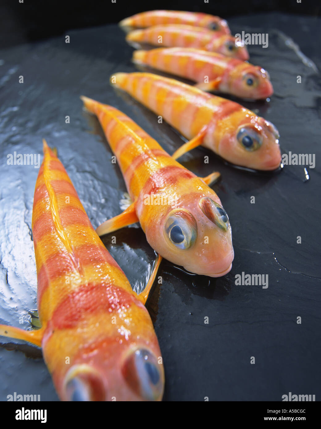 Rosig Grub Fisch Stockfoto