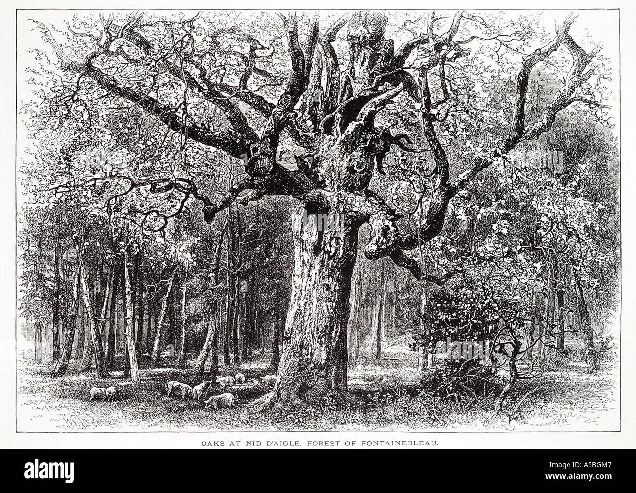 Nid d ' Aigle Wald Fontainebleau-Ile-de-France Französisch Wald Baum Dell Lichtung öffnen knorrige Eiche Wildschwein Schwein Wildschwein Futter Weiden Stockfoto