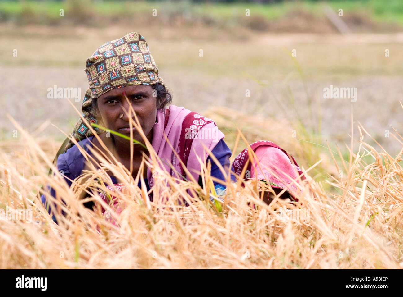 Indische Frau Bauernhof Arbeiter schneiden Reis von Hand in ein Reisfeld. Andhra Pradesh, Indien Stockfoto