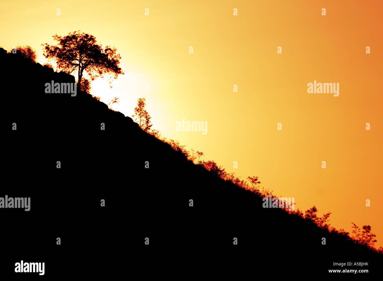 Silhouette Profil eines Baumes an einem Hang in der indischen Landschaft gegen einen Sonnenuntergang Digital erweitert mit Gradienten Karte Stockfoto