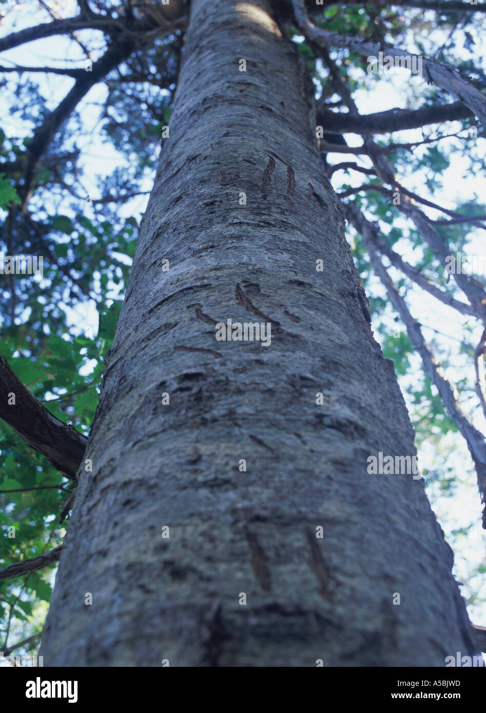 Klaue Zeichen des Bären auf Baumstamm Stockfoto