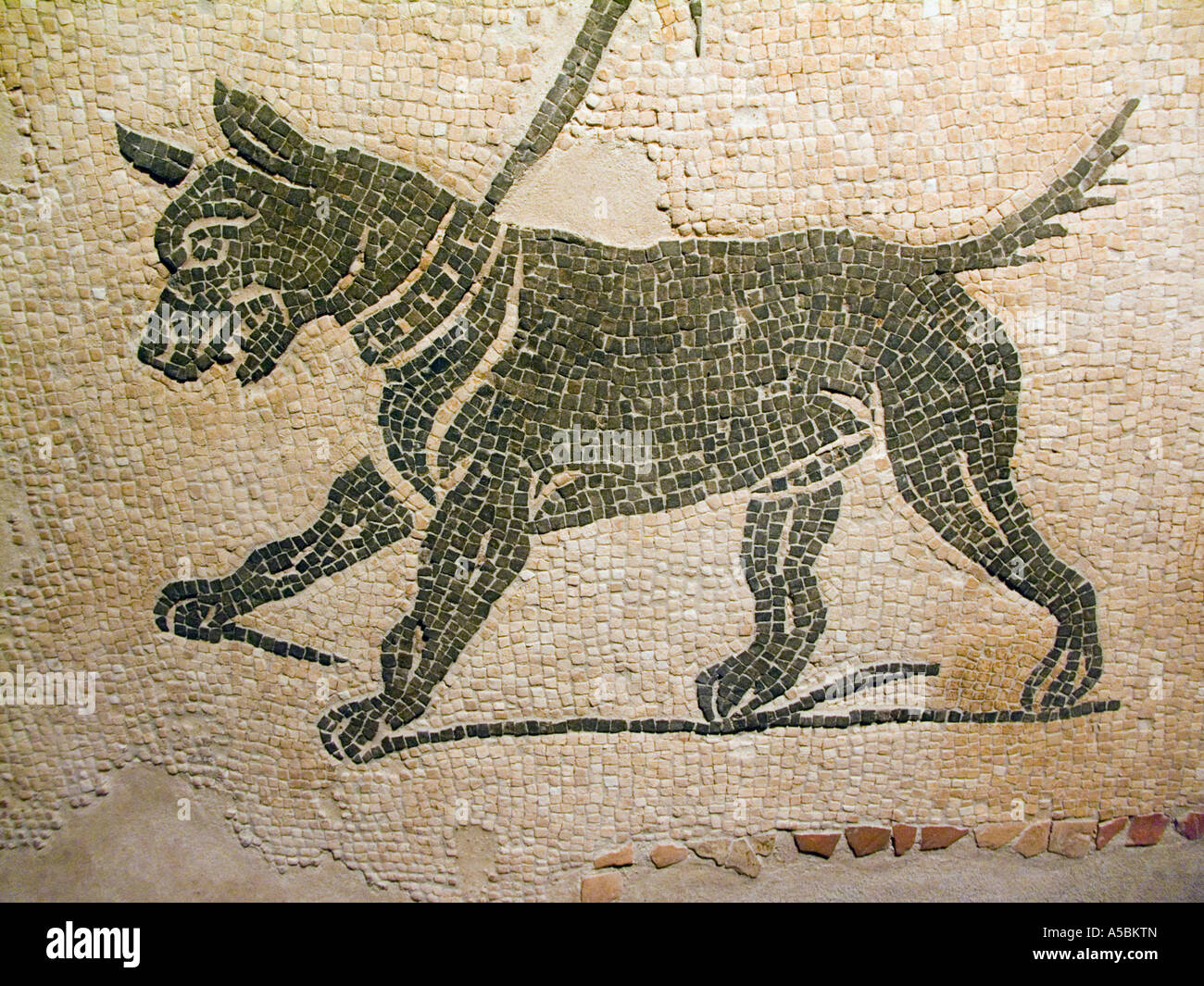 Römische Mosaik Rapresenting ein Hund Stockfoto